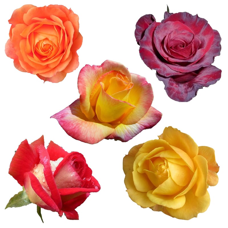 Botanical Collages