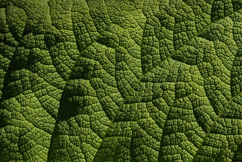 Leaf Patterns