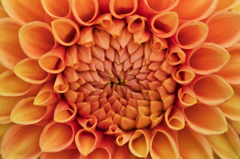 Flower Pattern